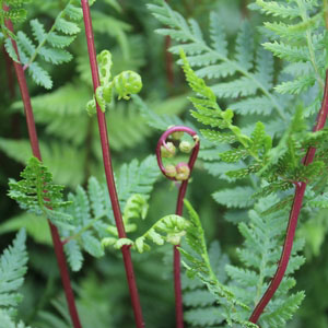 Lady in Red Fern - Image 3