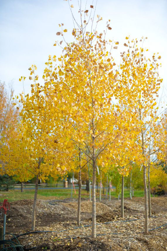 Lanceleaf Cottonwood - Image 2