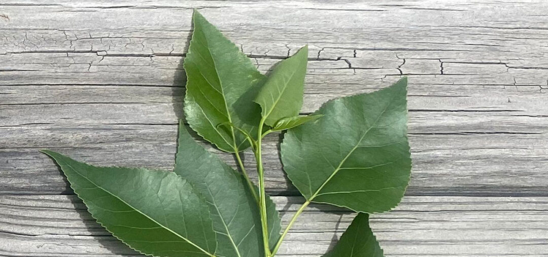 Lanceleaf Cottonwood - Image 3