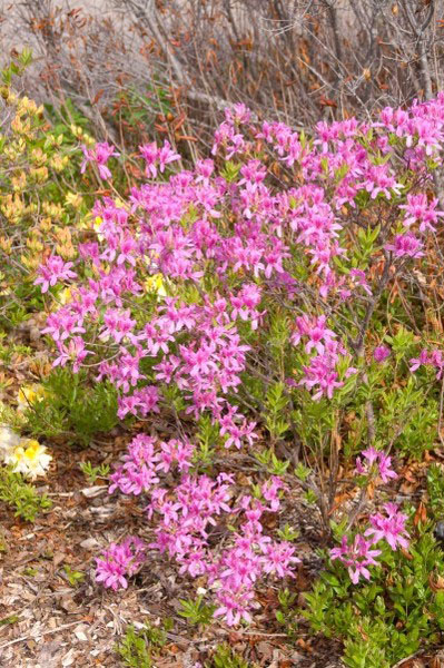 Lilac Lights Azalea - Image 2