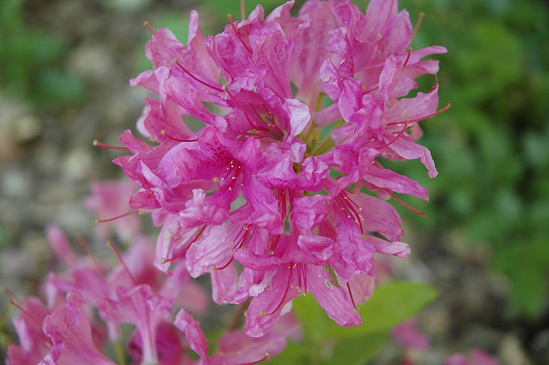 Lilac Lights Azalea - Image 3
