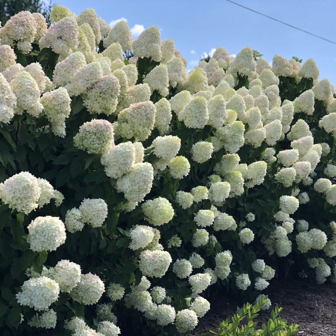Limelight Hydrangea - Image 2