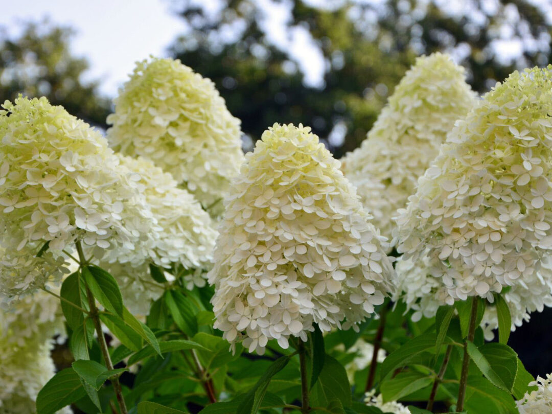 Limelight Hydrangea - Image 3