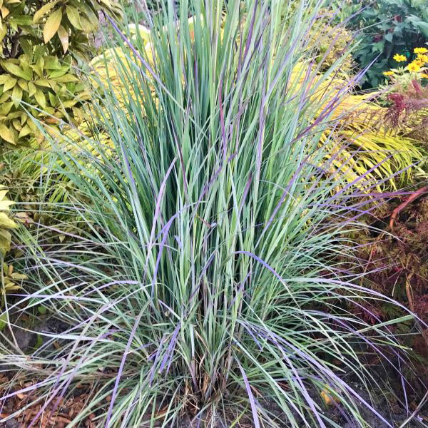 Little Bluestem Grass - Image 2