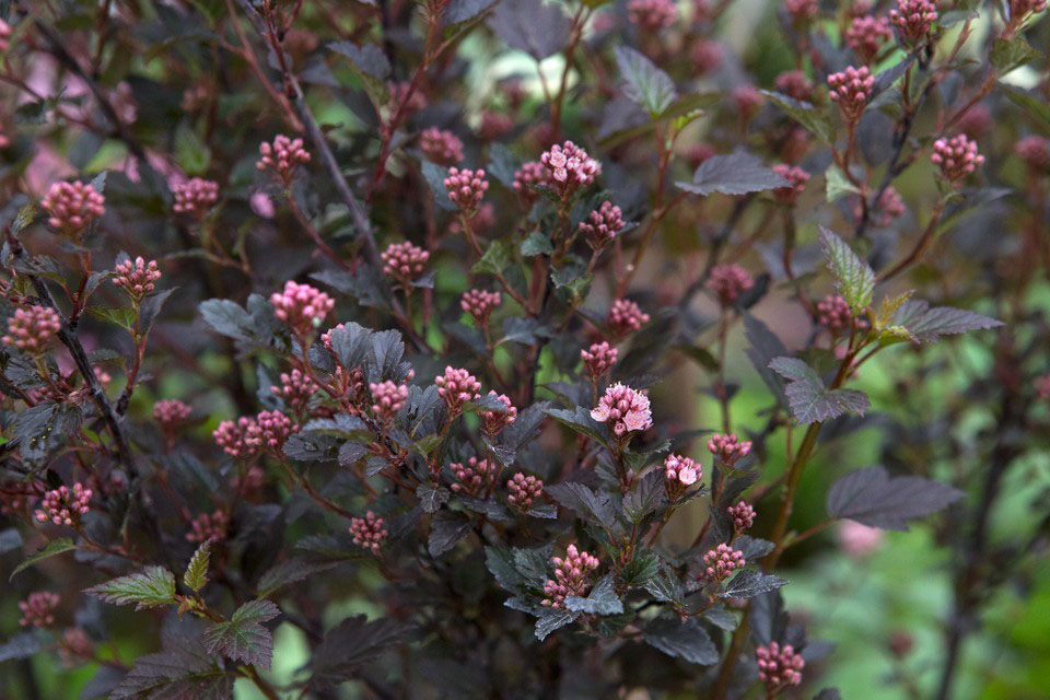 Little Devil Ninebark - Image 3