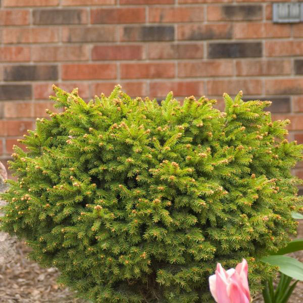Little Gem Norway Spruce - Image 2