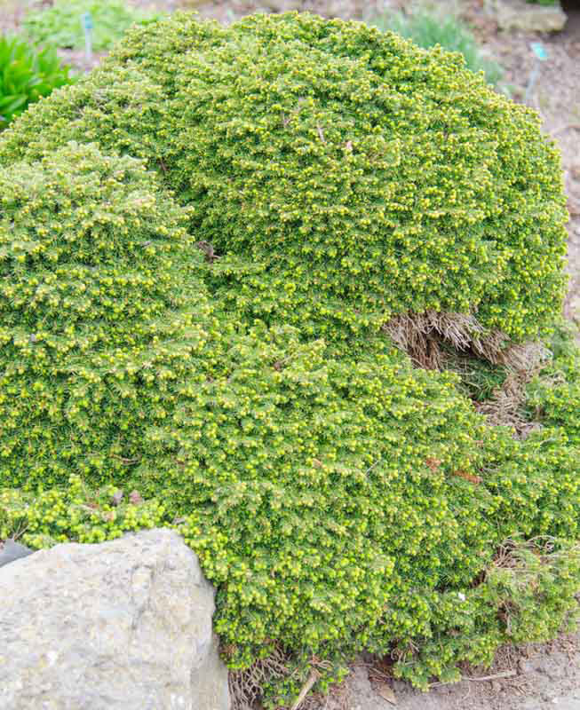 Little Gem Norway Spruce - Image 3