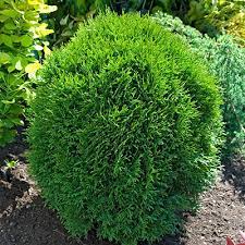 Little Giant Arborvitae - Image 2