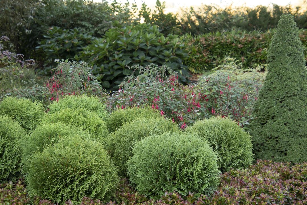 Little Giant Arborvitae - Image 3