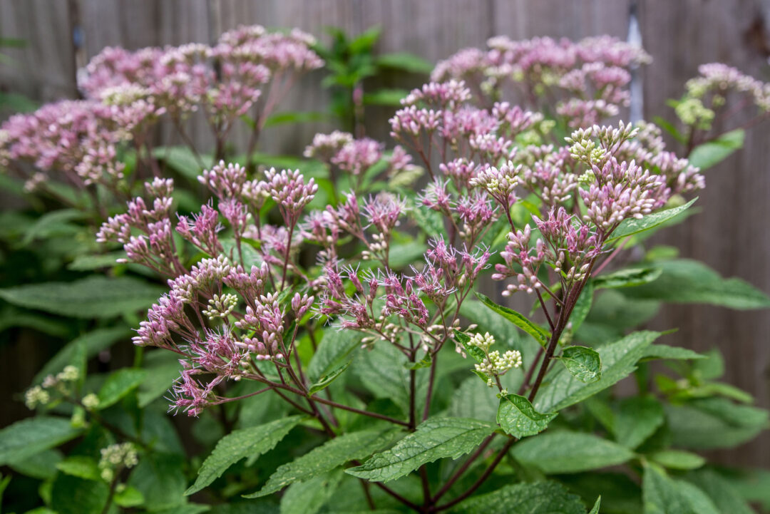 Little Joe Joe-Pry Weed - Image 3
