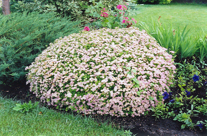 Little Princess Spirea - Image 2