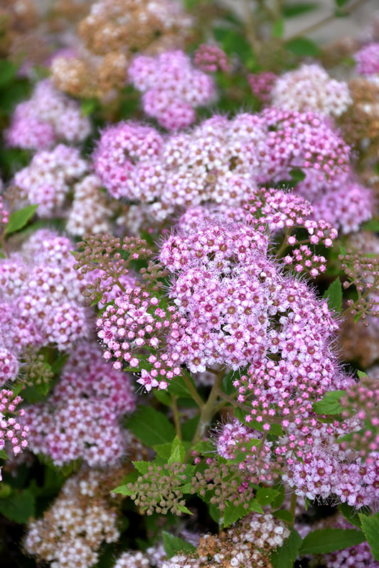 Little Princess Spirea - Image 3