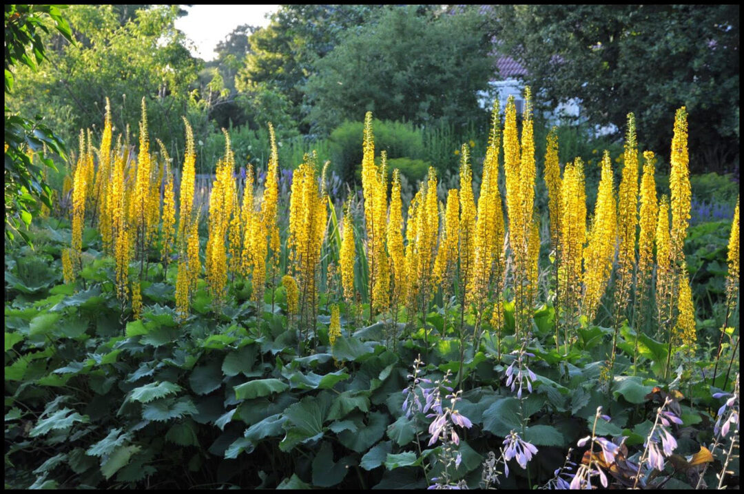 Little Rocket Ligularia - Image 2