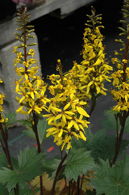 Little Rocket Ligularia - Image 3