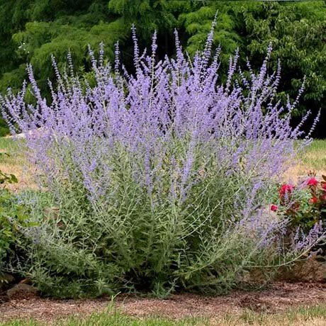 Little Spire Sage - Image 2