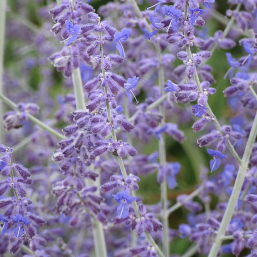 Little Spire Sage - Image 3