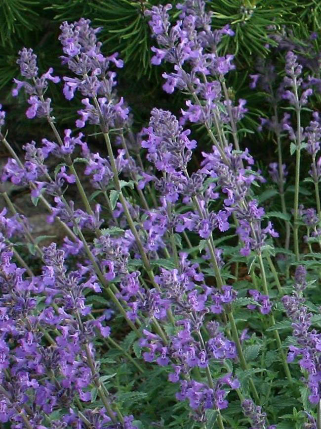 Little Trudy Catmint - Image 3