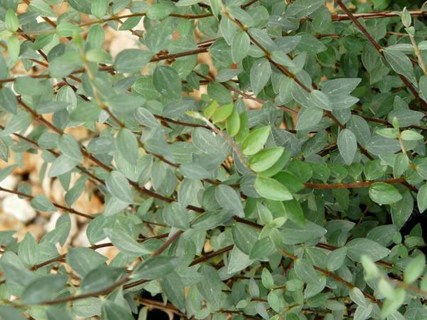 Littleleaf Mockorange - Image 2