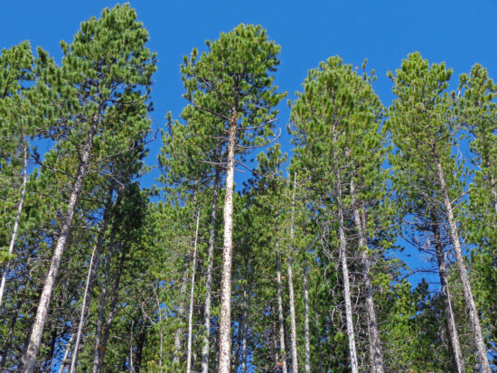 Lodgepole Pine - Image 2
