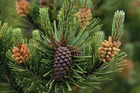 Lodgepole Pine - Image 3