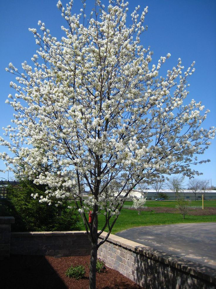 Lustre Allegheny Serviceberry - Image 2