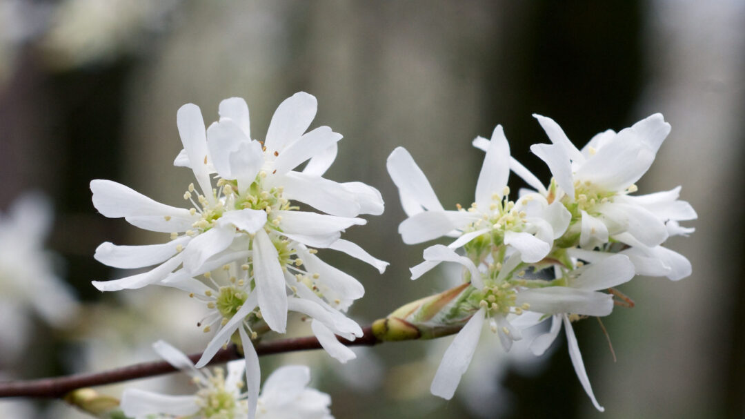 Lustre Allegheny Serviceberry - Image 3