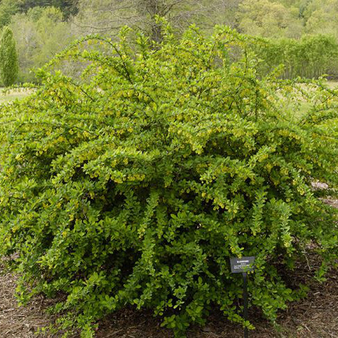 Lustre Green Barberry - Image 2