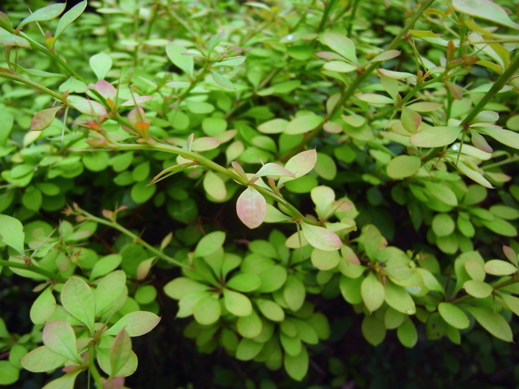 Lustre Green Barberry - Image 3