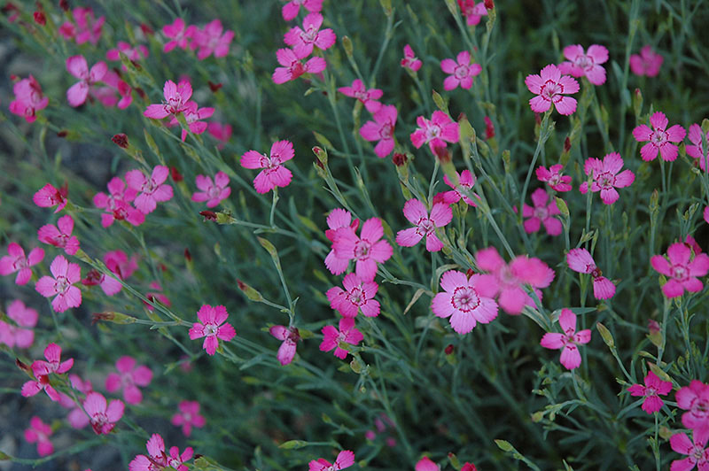 Maiden Pink - Image 2