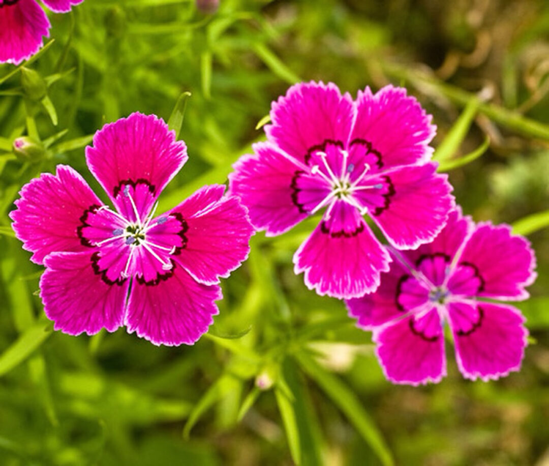 Maiden Pink - Image 3