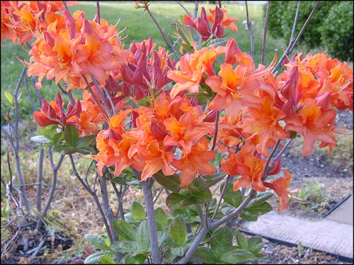 Mandarin Lights Azalea - Image 2