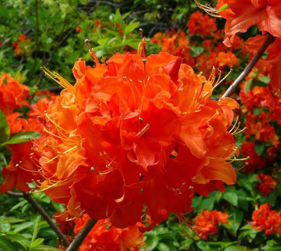 Mandarin Lights Azalea - Image 3