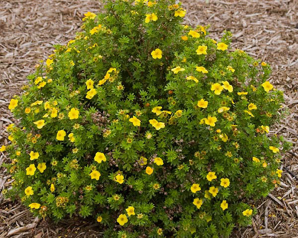 Mango Tango Potentilla - Image 2