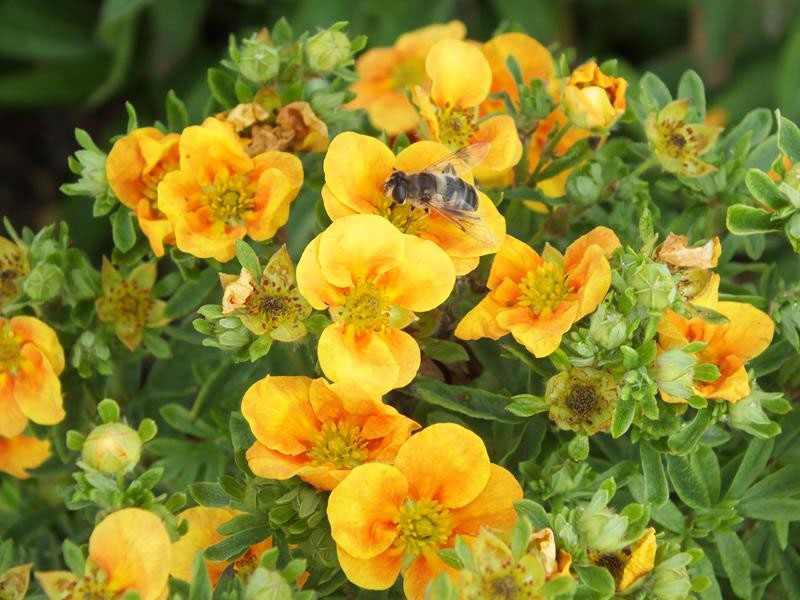 Mango Tango Potentilla - Image 3