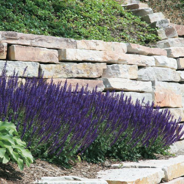 "Marcus" Salvia - Image 2