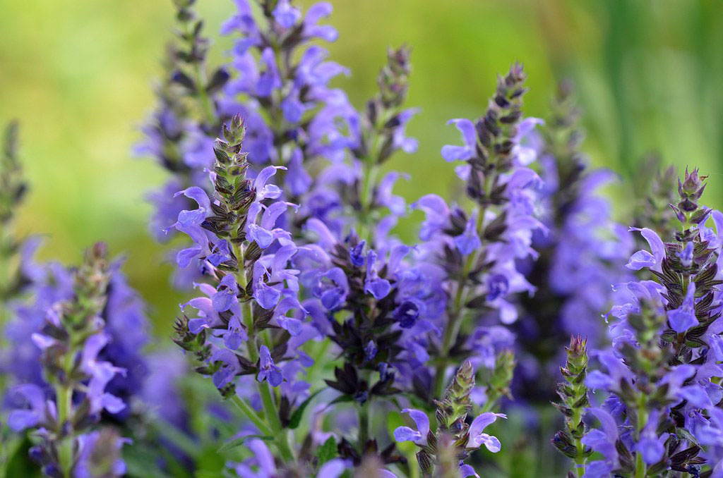 "Marcus" Salvia - Image 3
