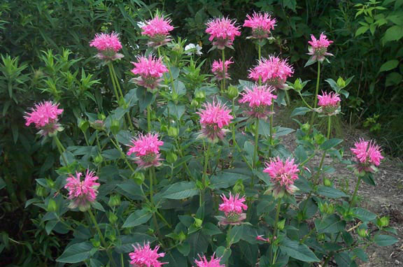 Marshall's Delight Bee Balm - Image 2