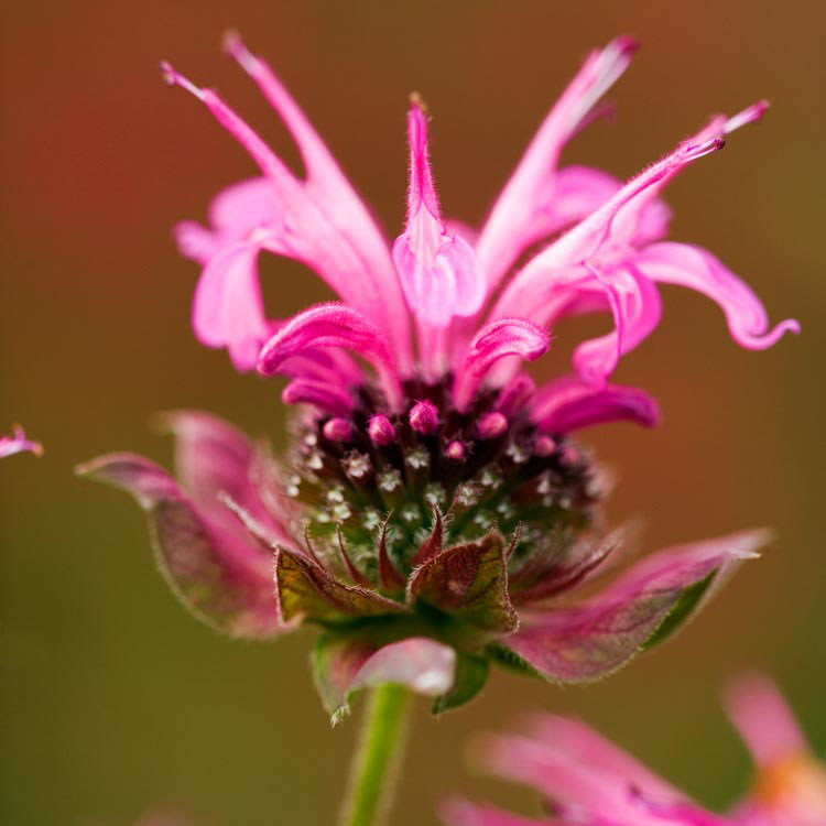 Marshall's Delight Bee Balm - Image 3