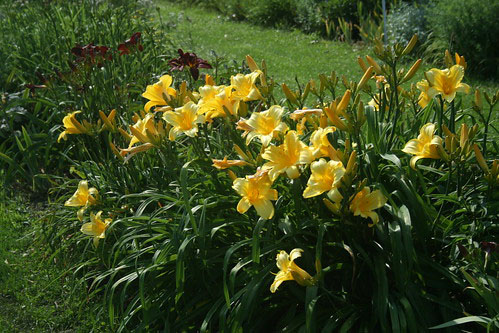 Mary Todd Daylily - Image 2