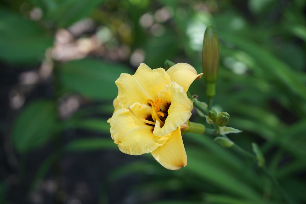 Mary Todd Daylily - Image 3