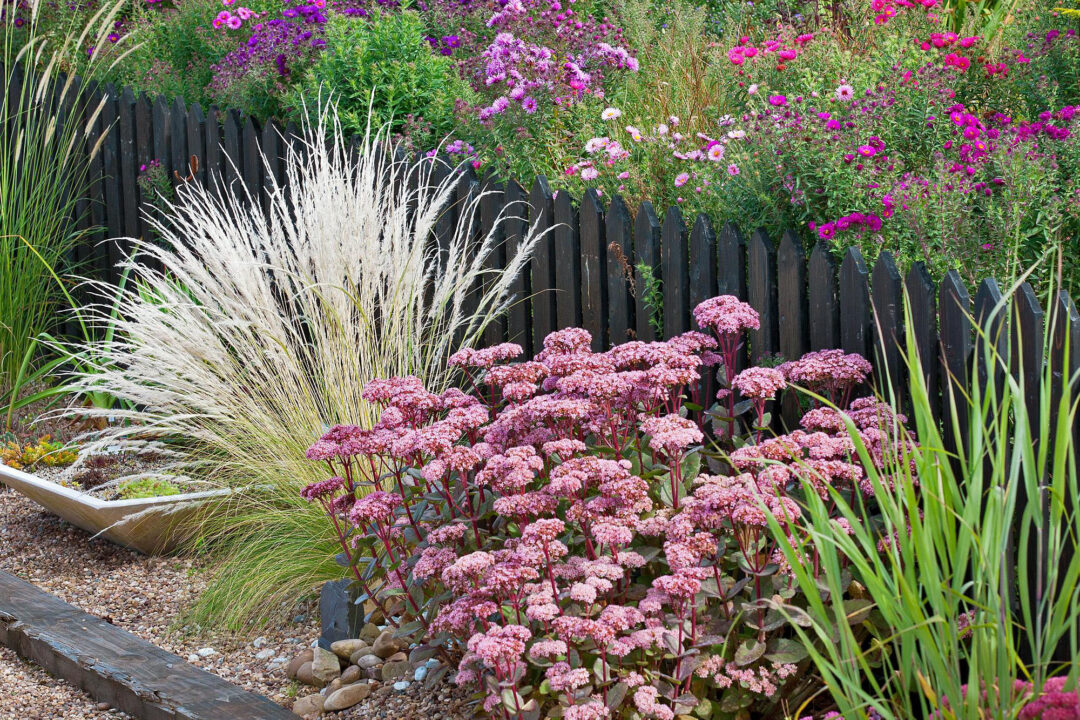 Matrona Upright Sedum - Image 2