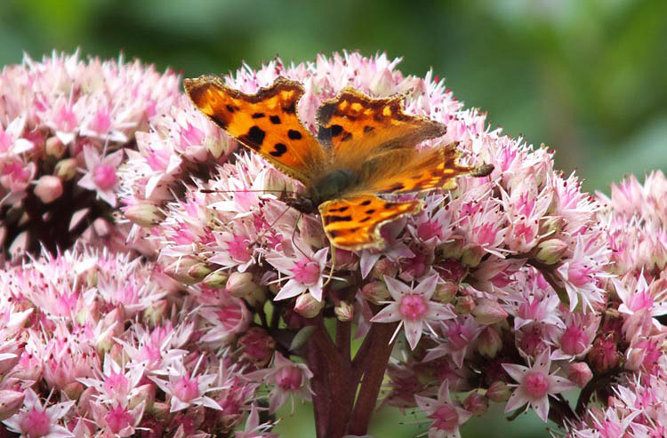 Matrona Upright Sedum - Image 3