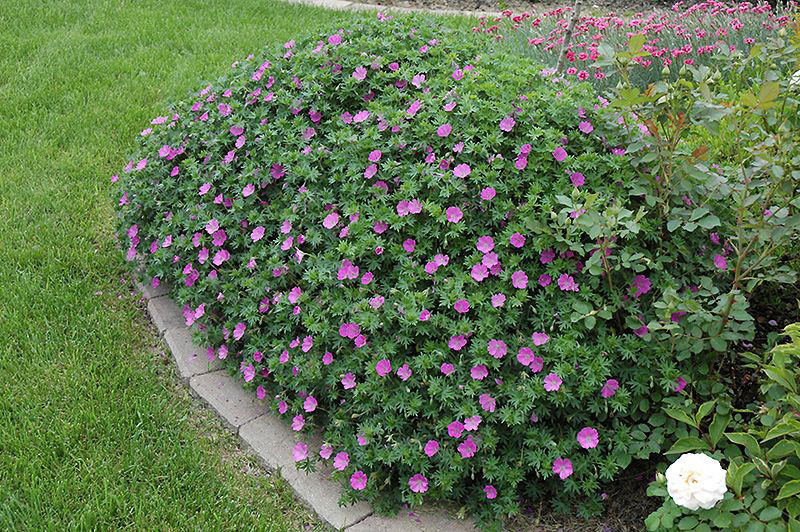 Max Frei Geranium - Image 2