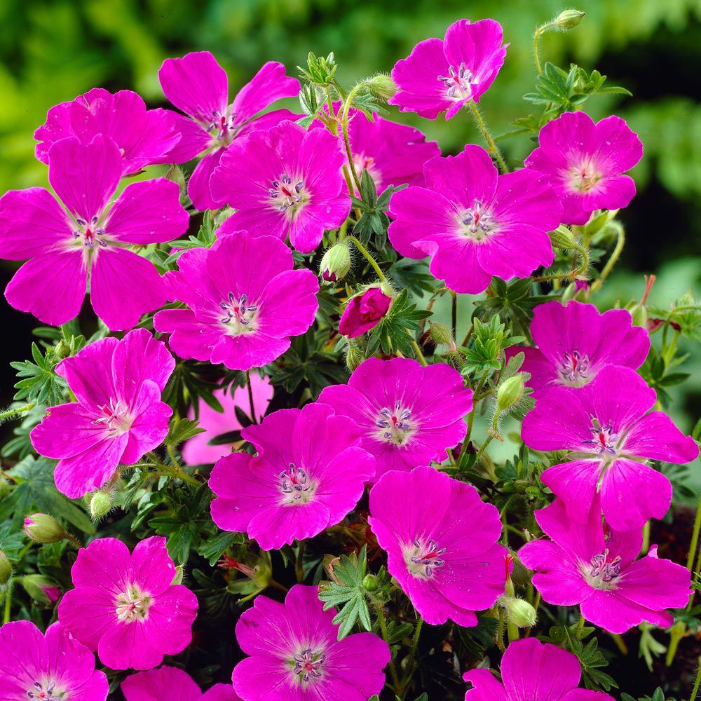 Max Frei Geranium - Image 3