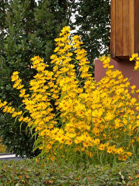 Maximilian Sunflower - Image 2