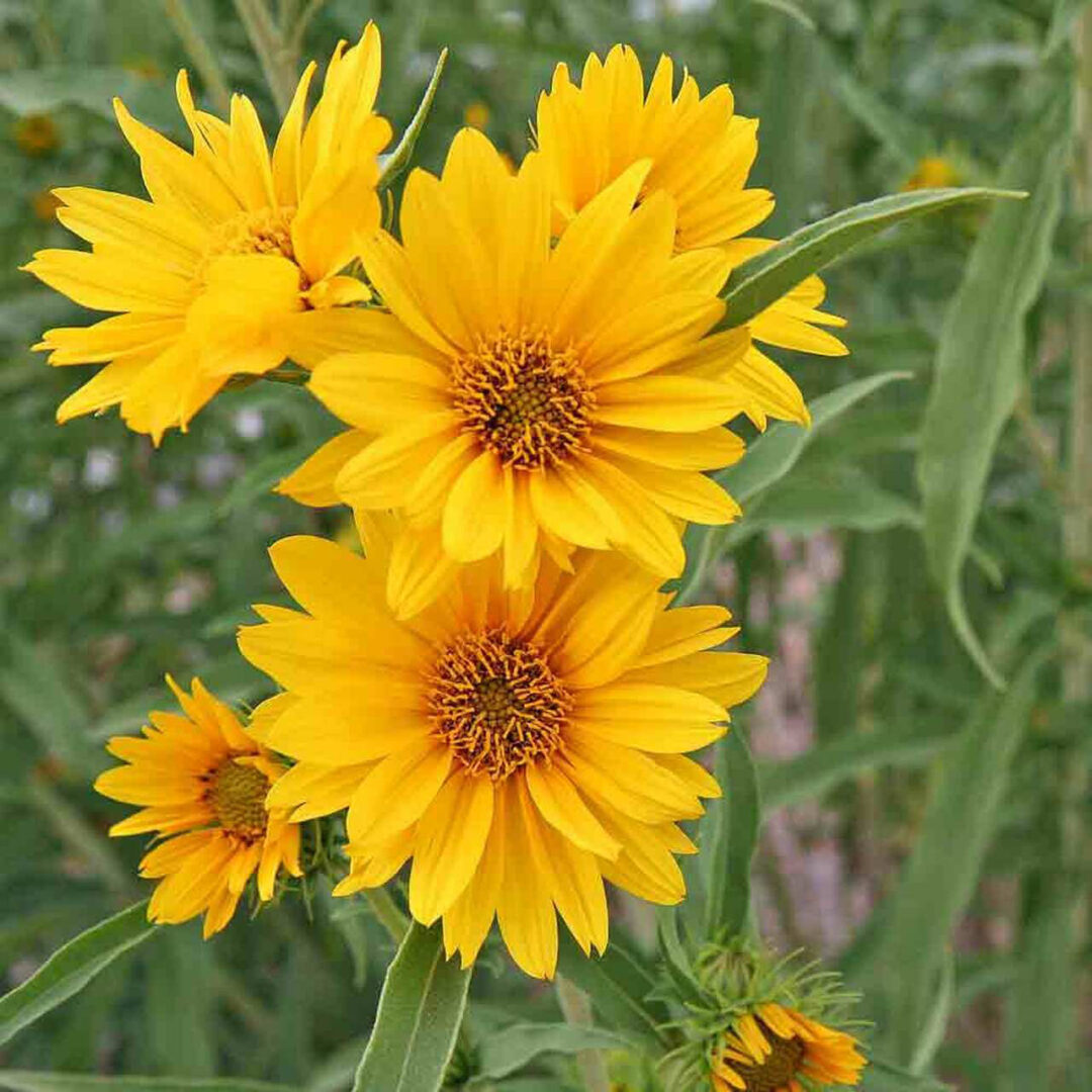 Maximilian Sunflower - Image 3