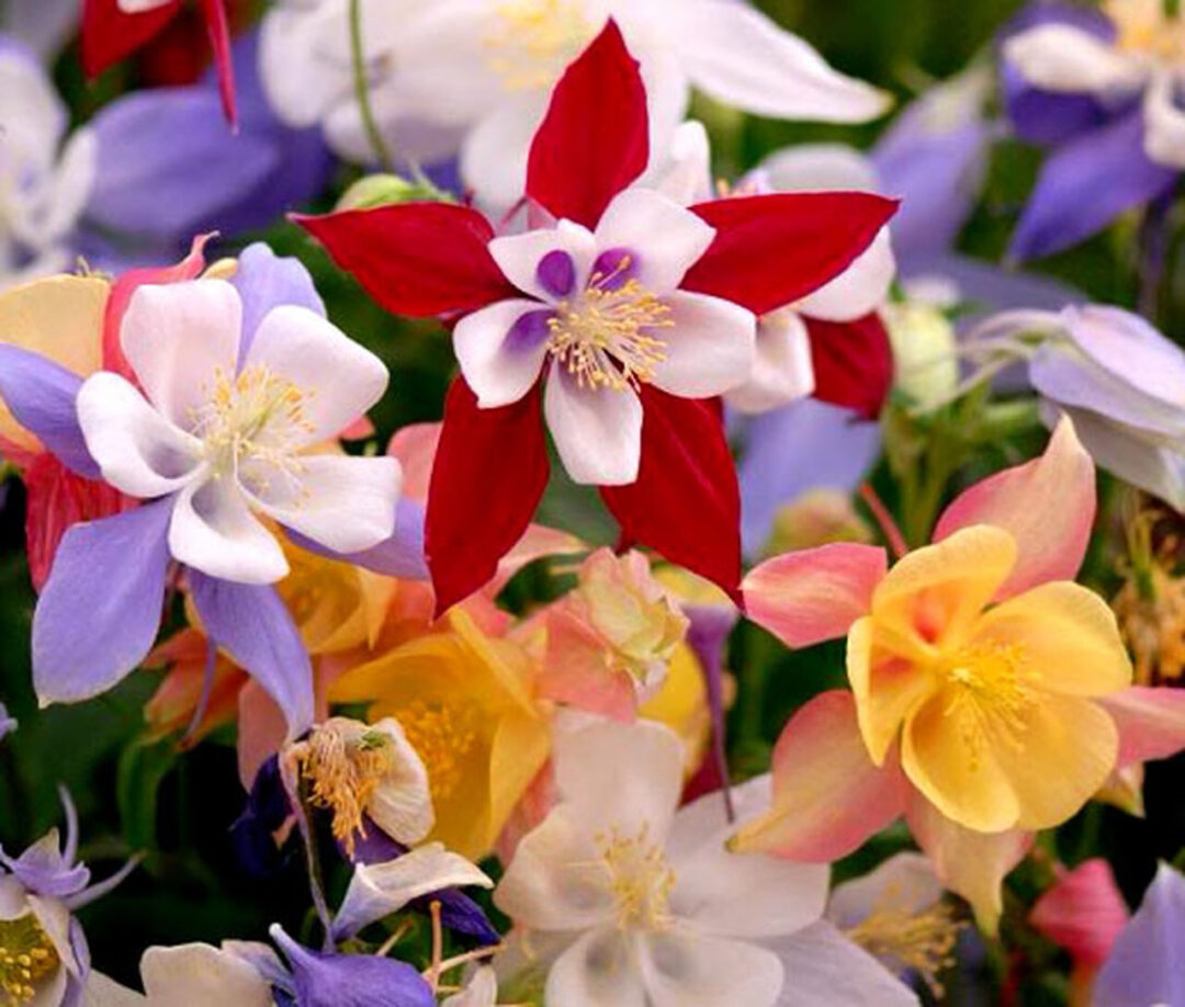 McKana's Giant Columbine - Image 2