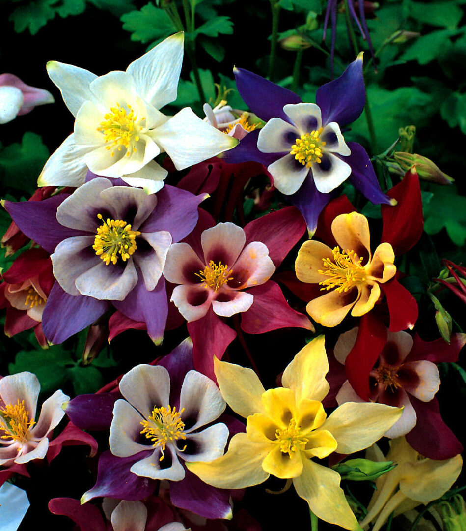McKana's Giant Columbine - Image 3