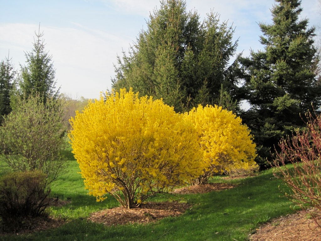 Meadowlark Forsythia - Image 3