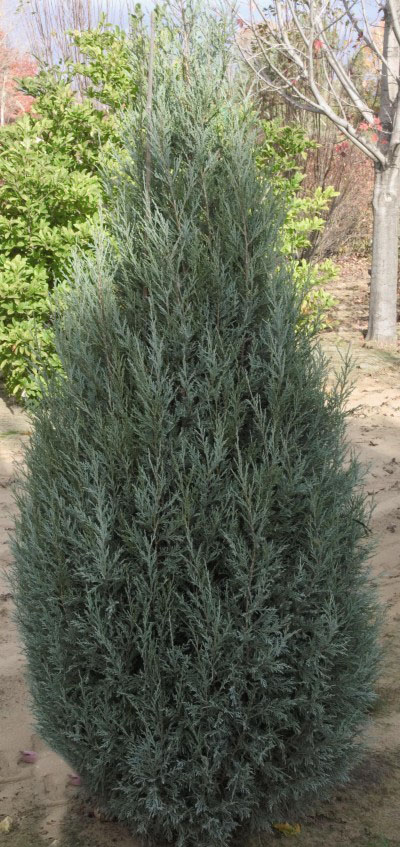 Medora Juniper - Image 2